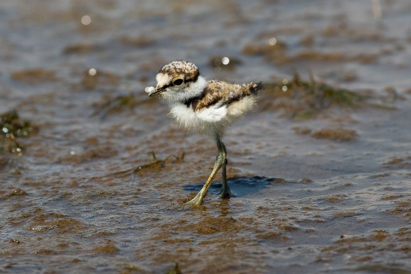 Charadrius dubius фото превью