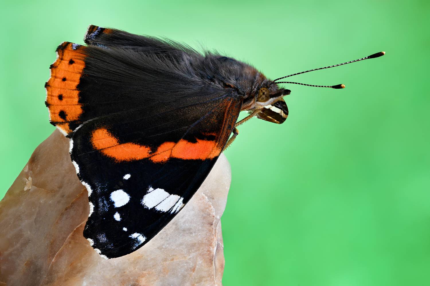 , Антон Финевич