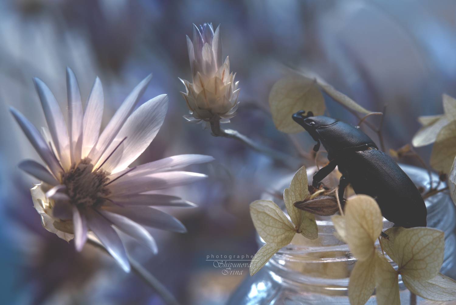 артфото, мануальная оптика, юпитер 8, бессмертник, жук, боке, Ирина Шипунова