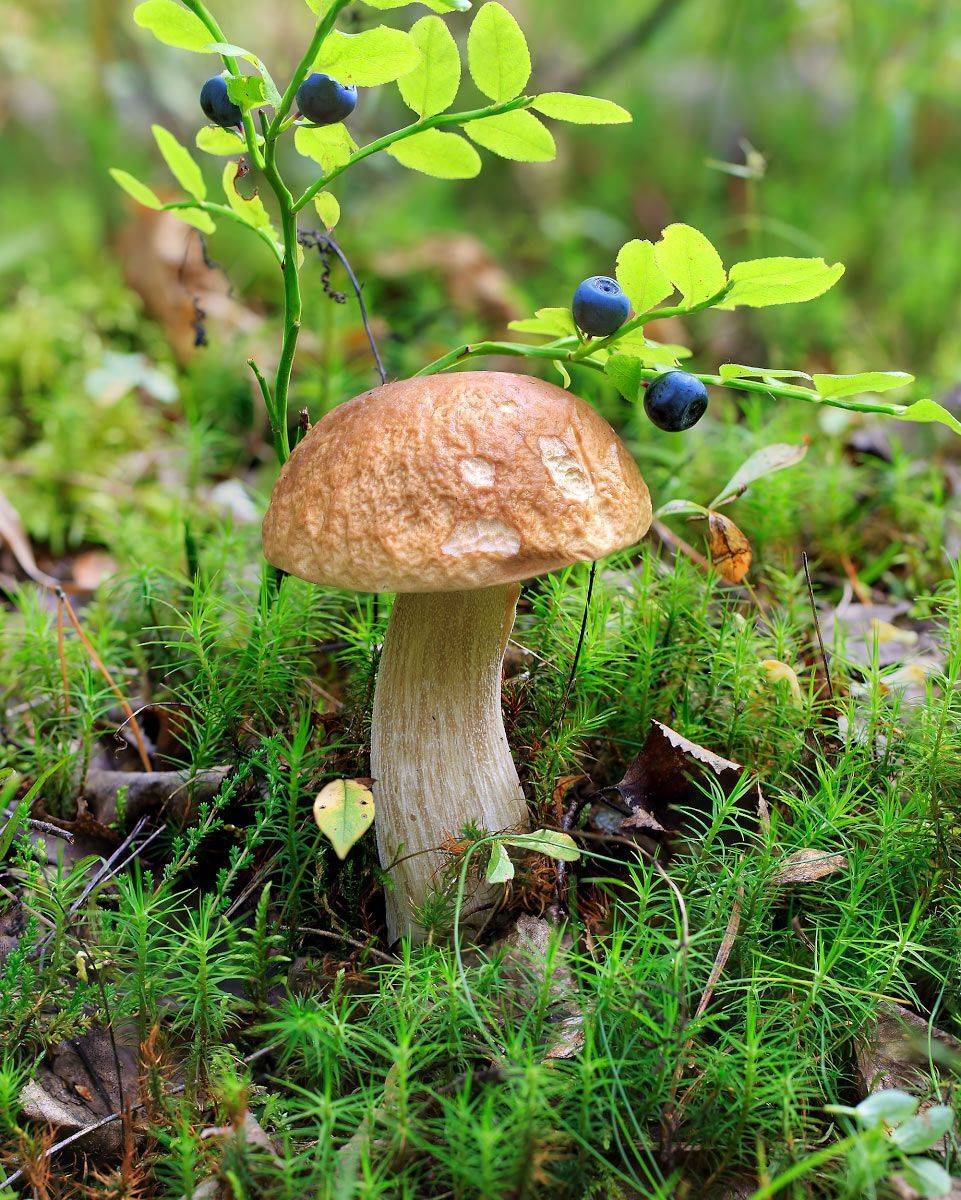 гриб, белый, мох, черника, лето, июль, Борис Новиков