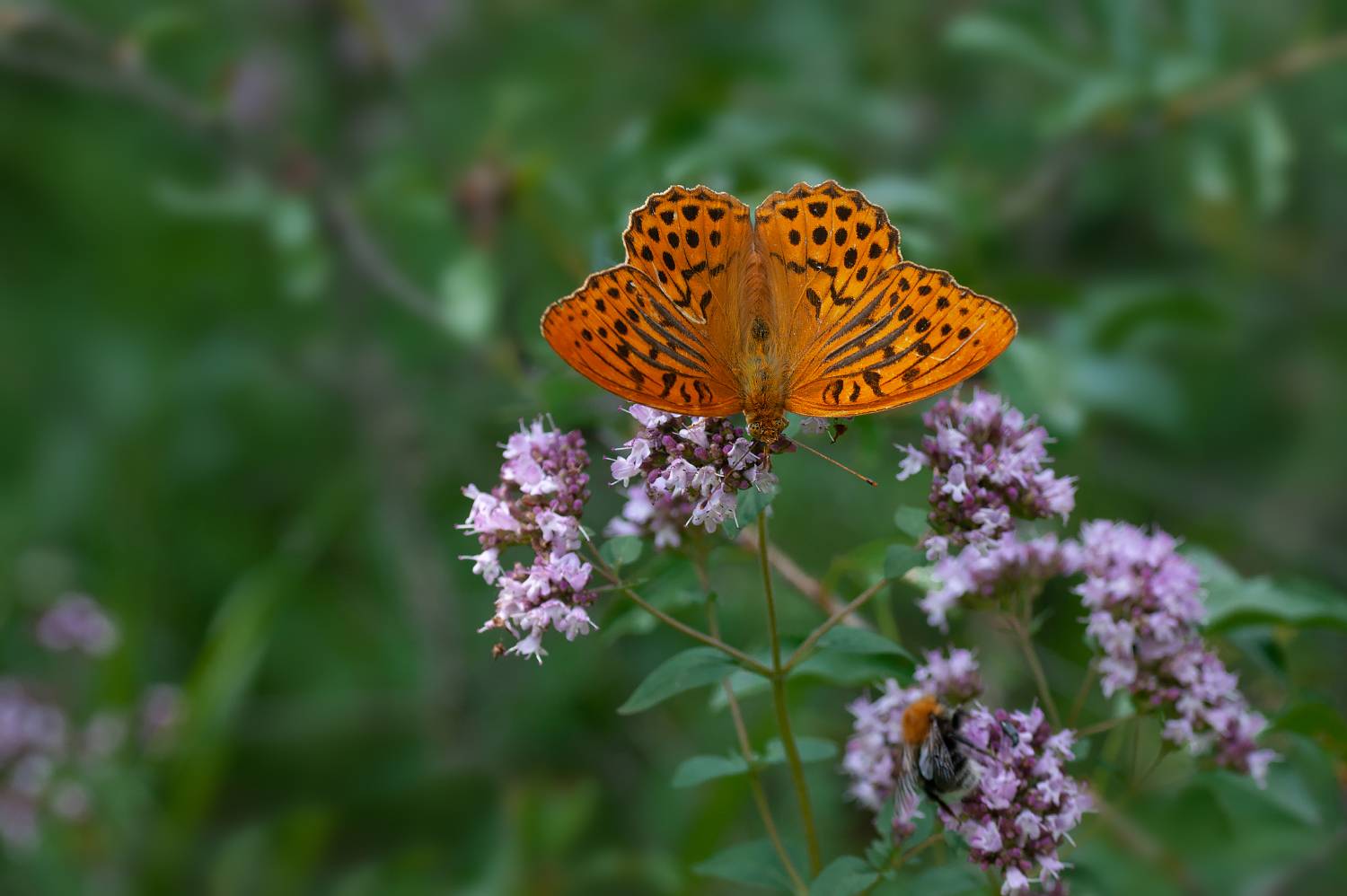 , Елизарова Елена