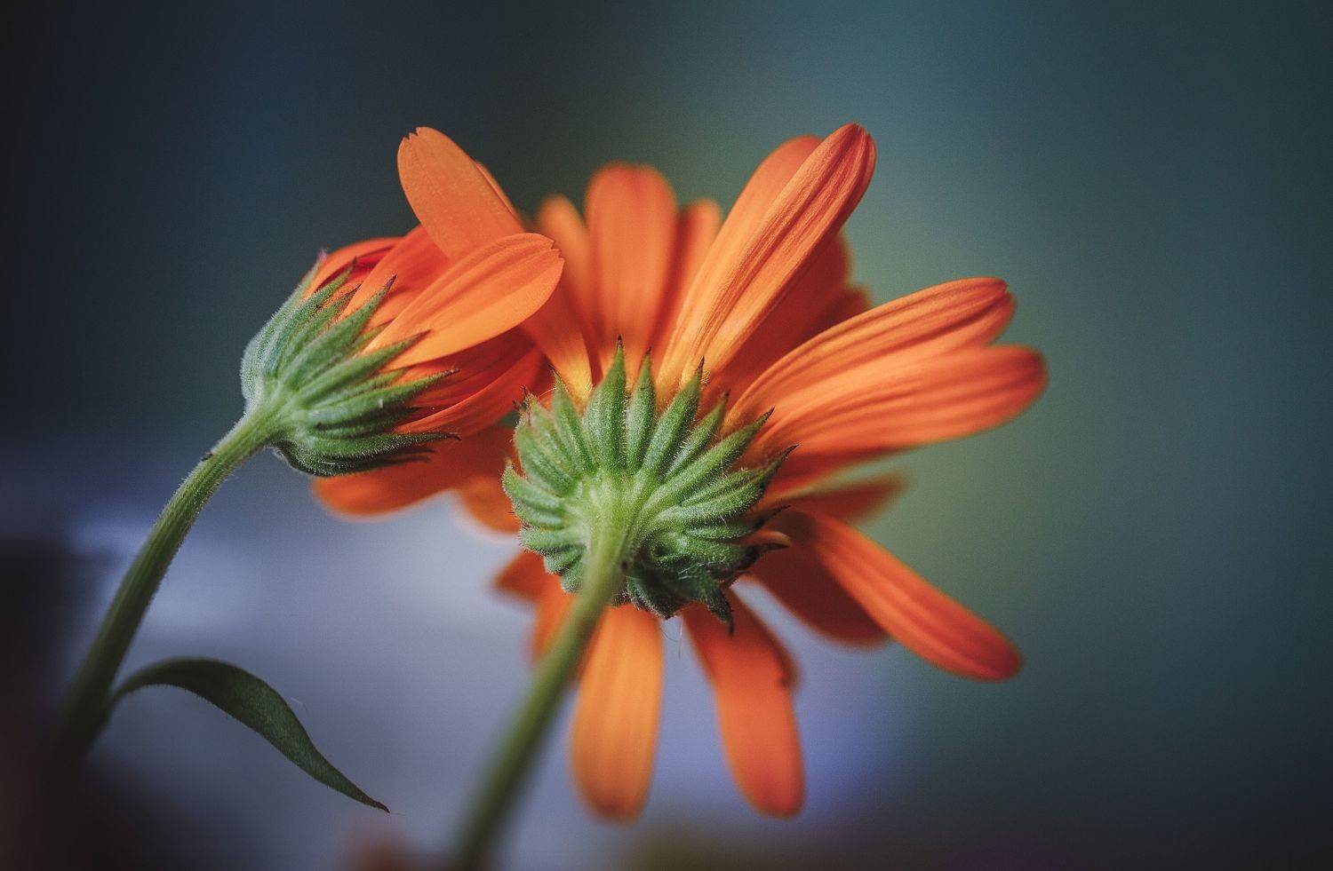 , Зеленько Дмитрий