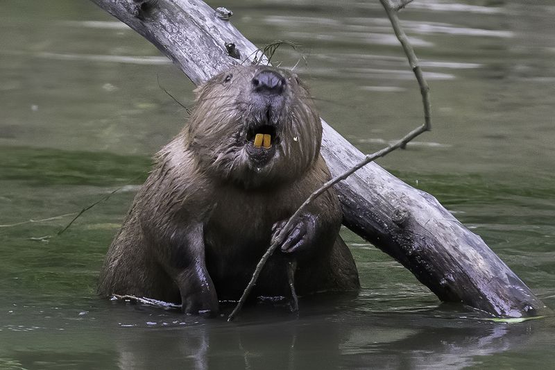 Бобр, зубы, река Во всей красе фото превью