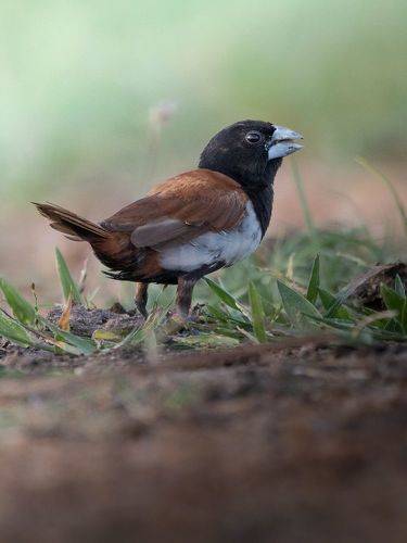 Scaly-breasted munia