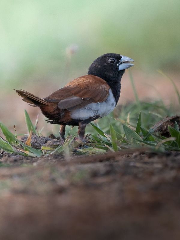wildlife, nature, srilanka, bird, jazif, , , , scaly-breasted, munia Scaly-breasted munia фото превью
