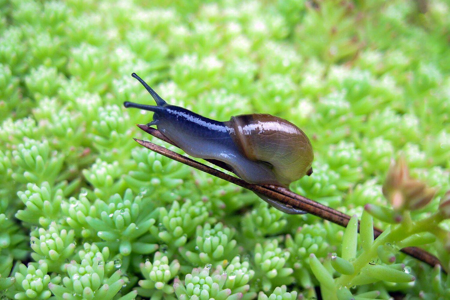 улитка, КарОл