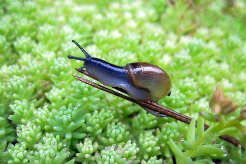 Стеклянная улитка Драпарно