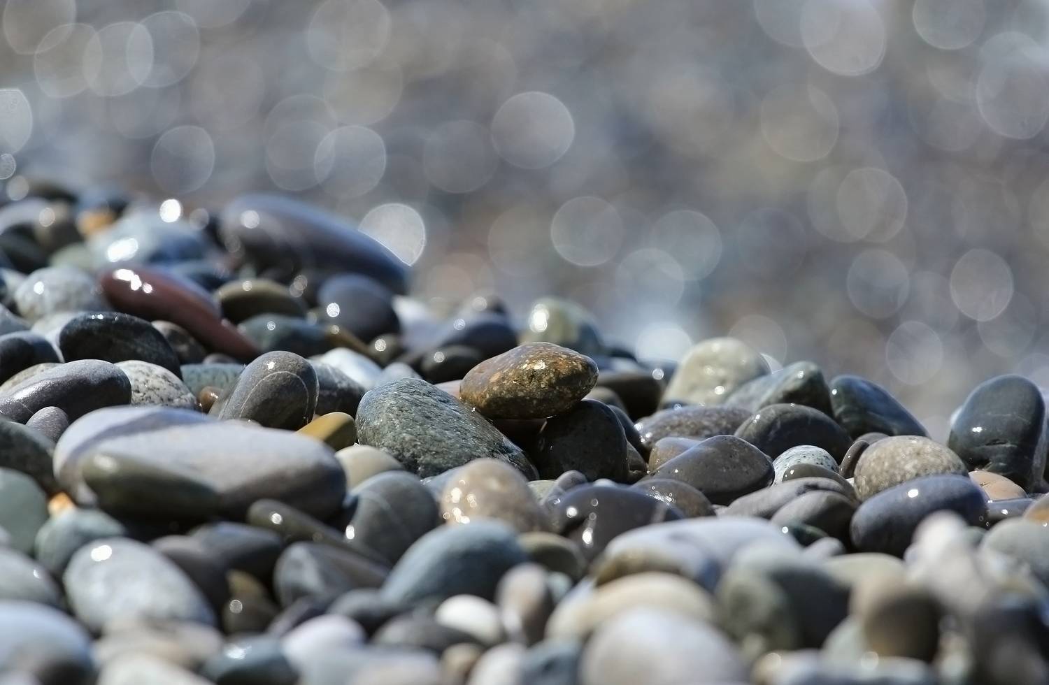 , Лайко Марина