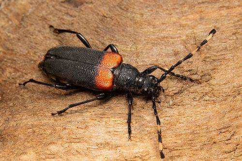Red-shouldered Pine Borer