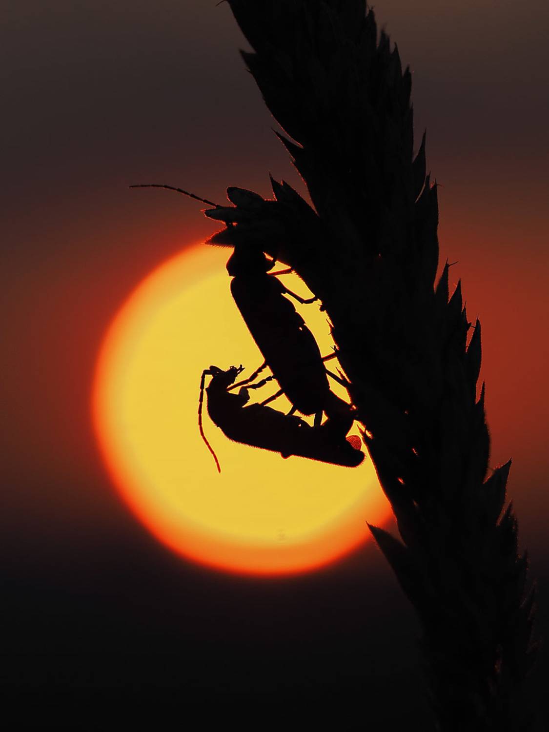 , Лукашук Евгений