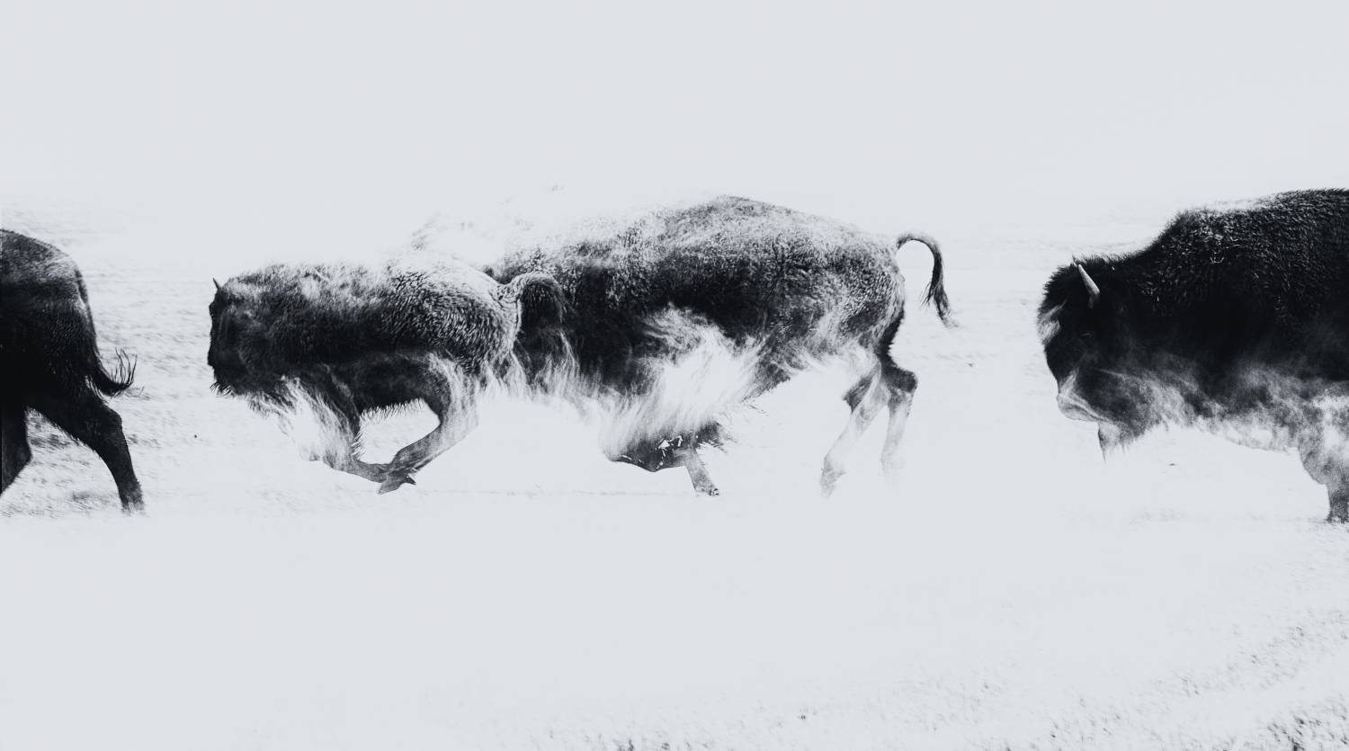 #animal; #bnw; #buffalo, Yvon Jolivet