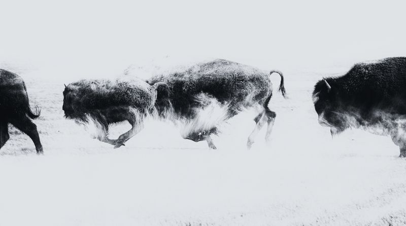 #animal; #bnw; #buffalo The horde фото превью