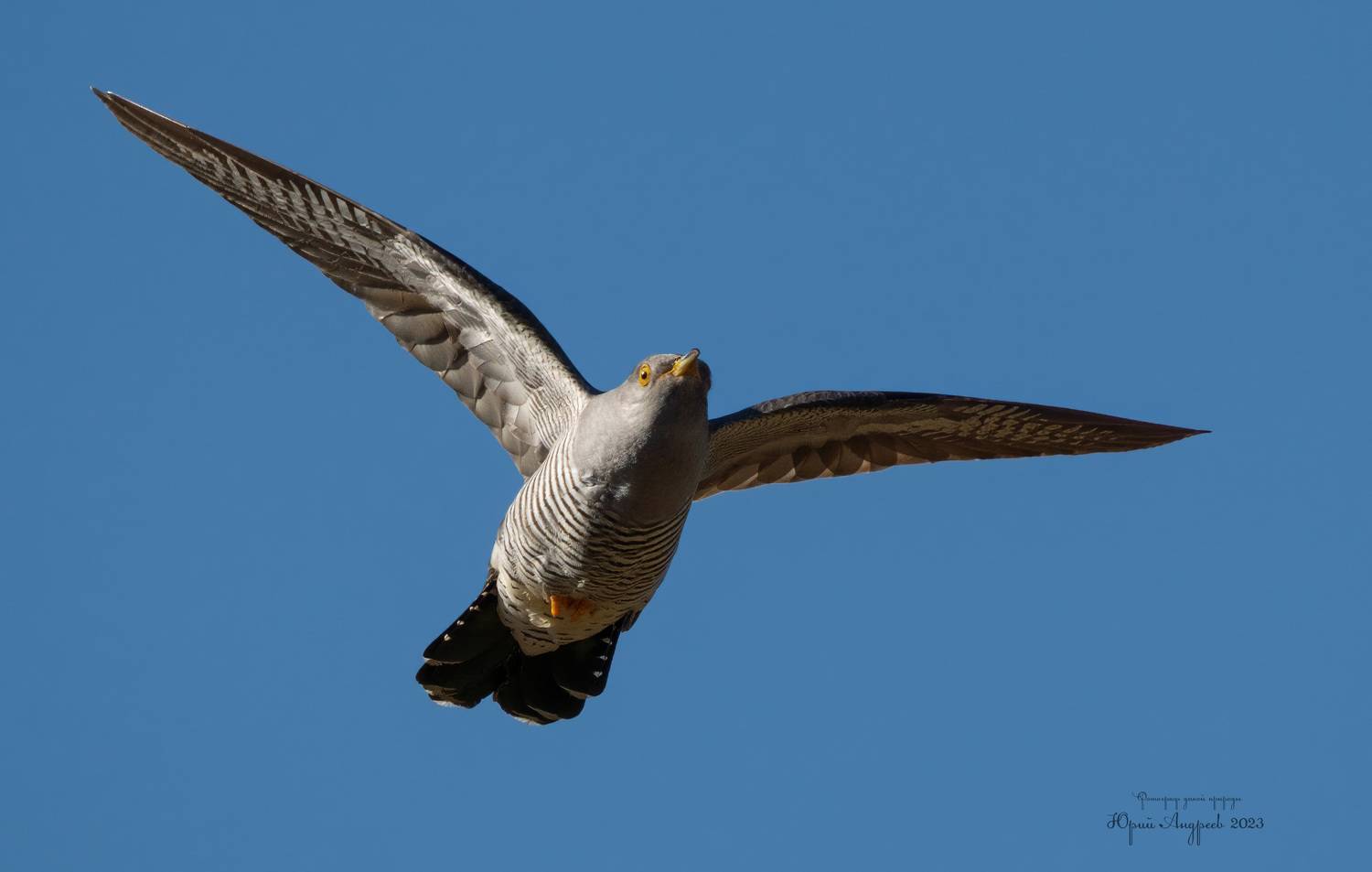 кукушка обыкновенная, Юрий Андреев
