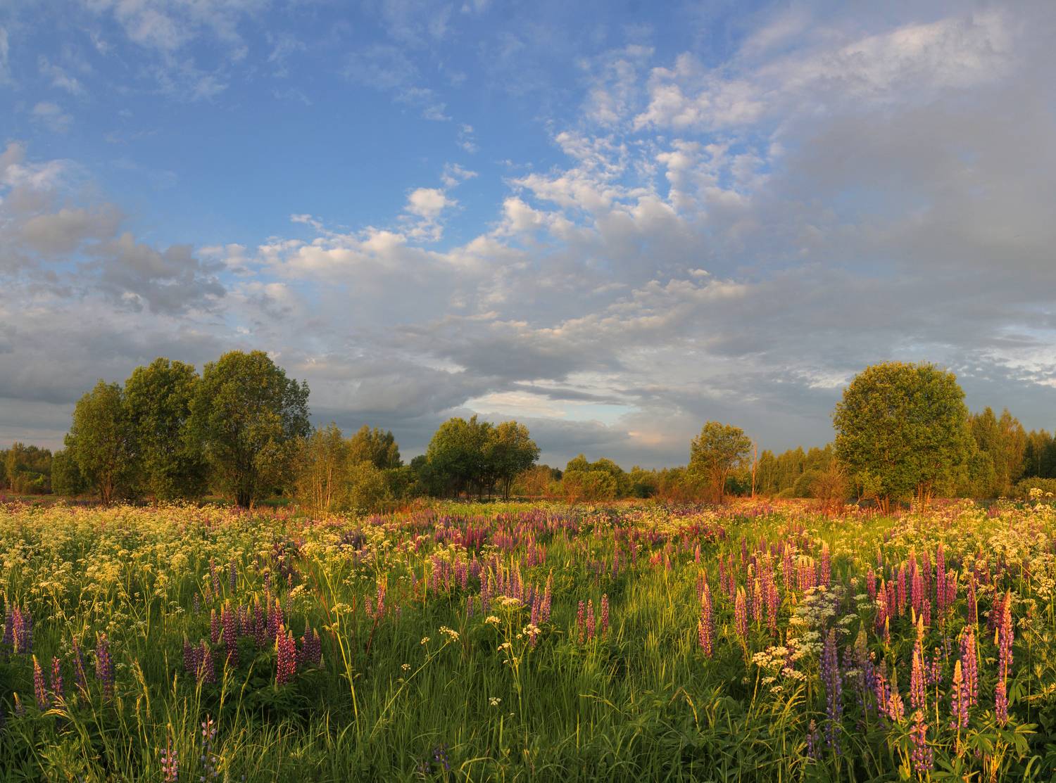 лес, поле, Александр Свистков