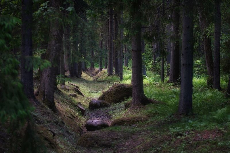В лесной тиши. фото превью