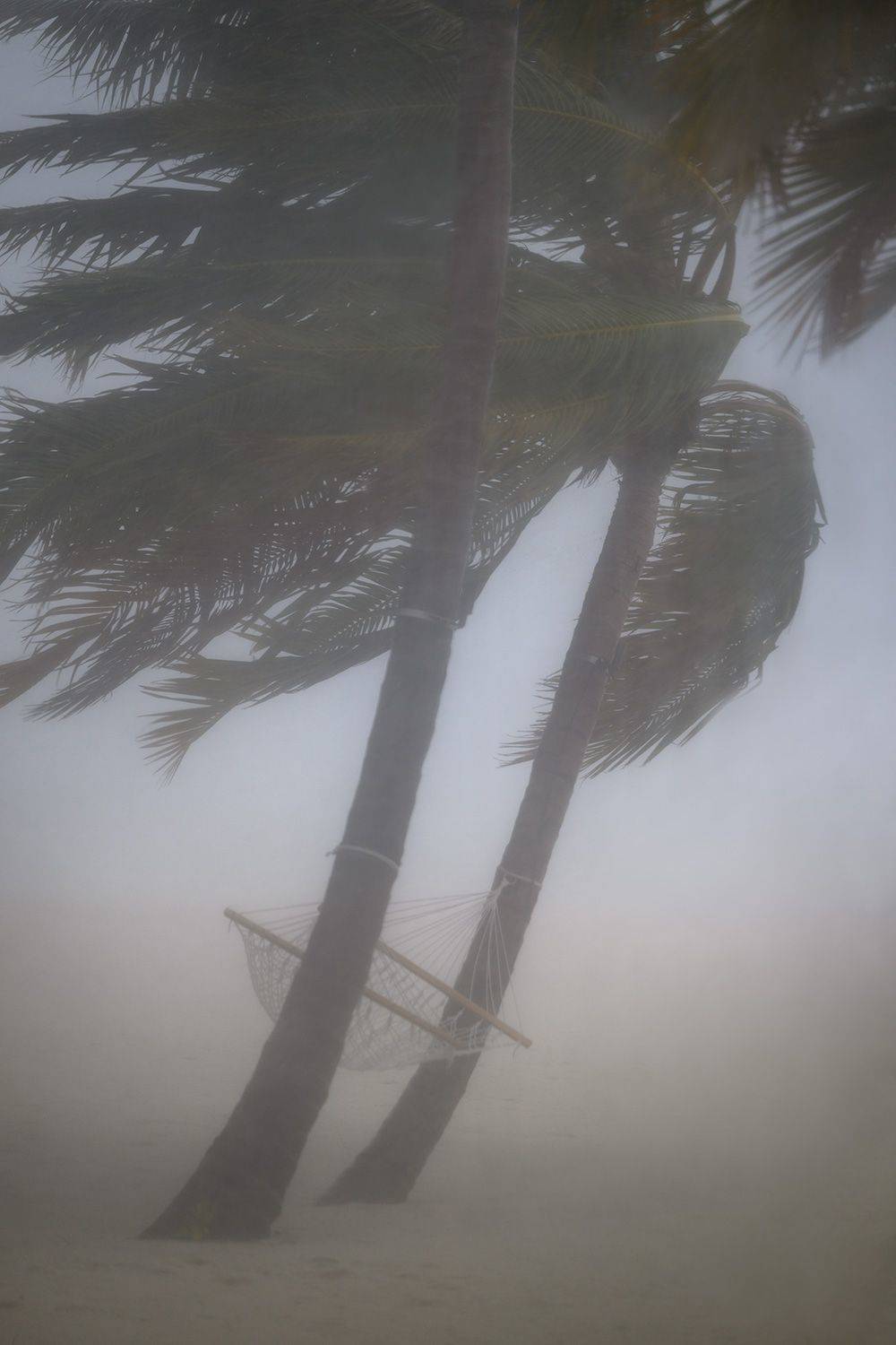 непогода, мальдивы, пальма, дождь, Александр Константинов