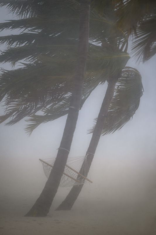 непогода, мальдивы, пальма, дождь Непогода фото превью