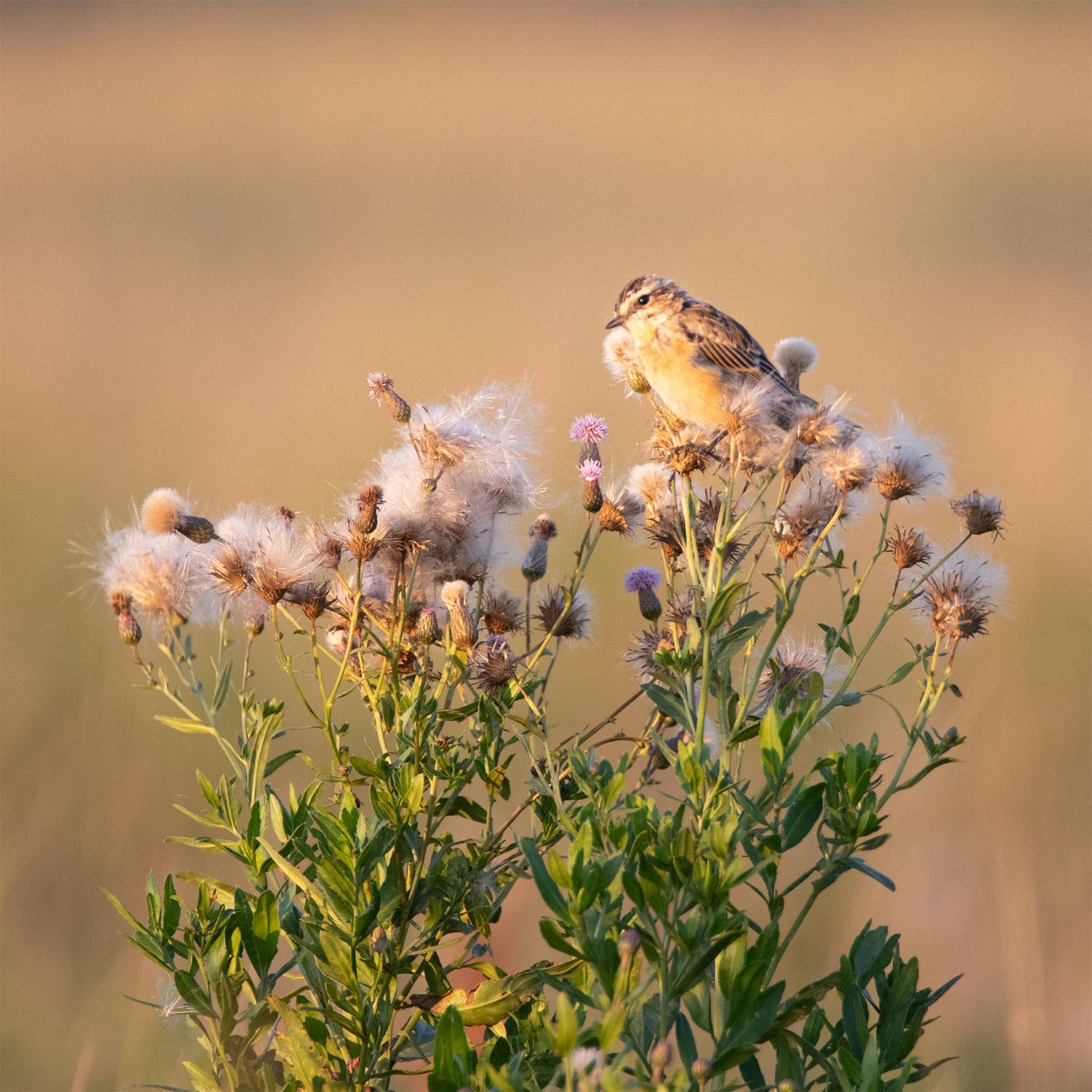 , Чудинин Дмитрий