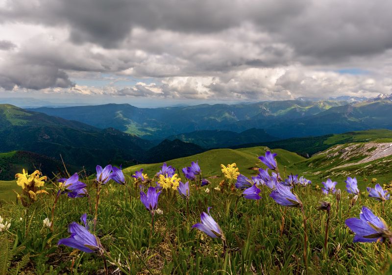 Альпийский луг фото превью