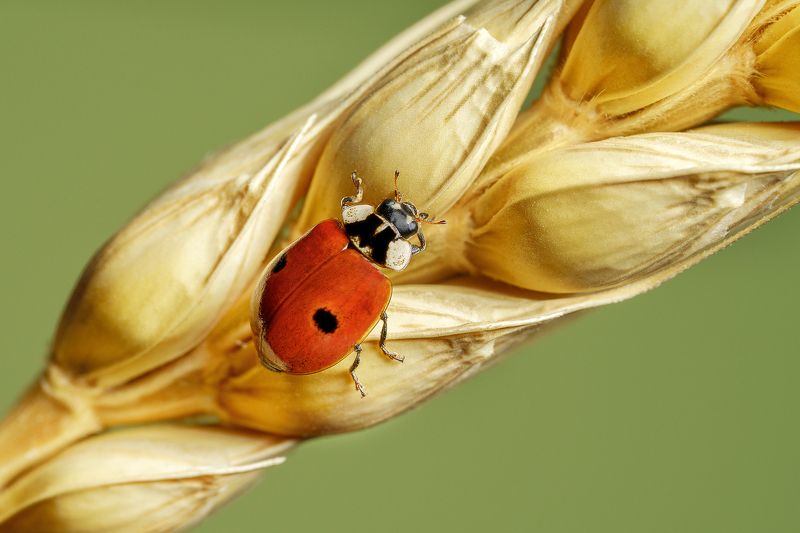 божья коровка, насекомые, макро, колосок Я иду! фото превью