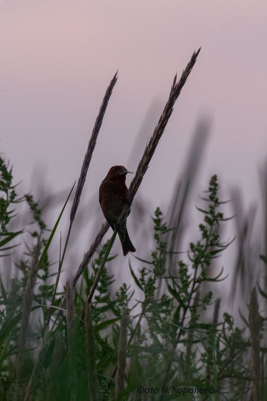 Птица чечевица закат вечер В закатных сумерках фото превью