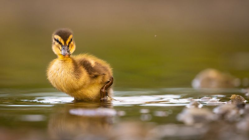 Duckling фото превью