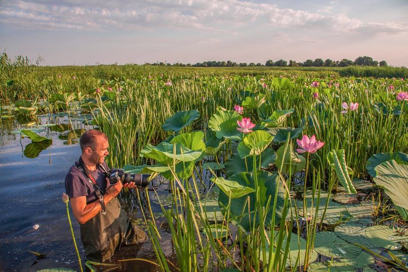 лотосы НЕ ЛЁГКИЙ  ТРУД  ФОТОГРАФА фото превью