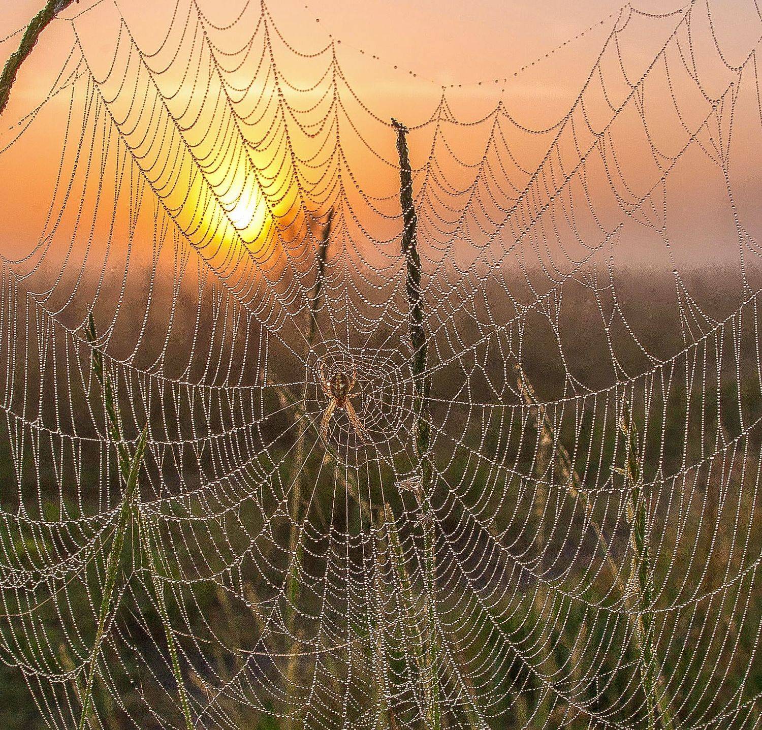 у села  камышово, Сергей цыбизов