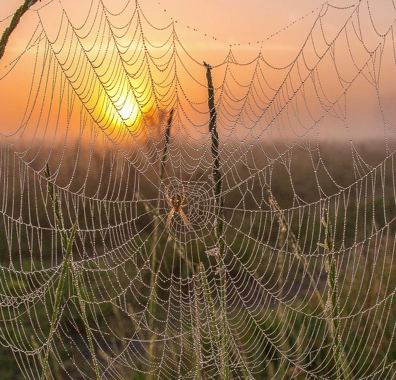у села  камышово ЛОВЕЦ ВОСХОДА фото превью