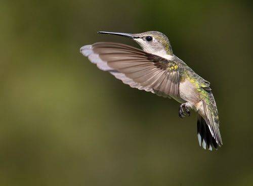 Ruby-throated Hummingbird -Рубиновогорлый колибри.