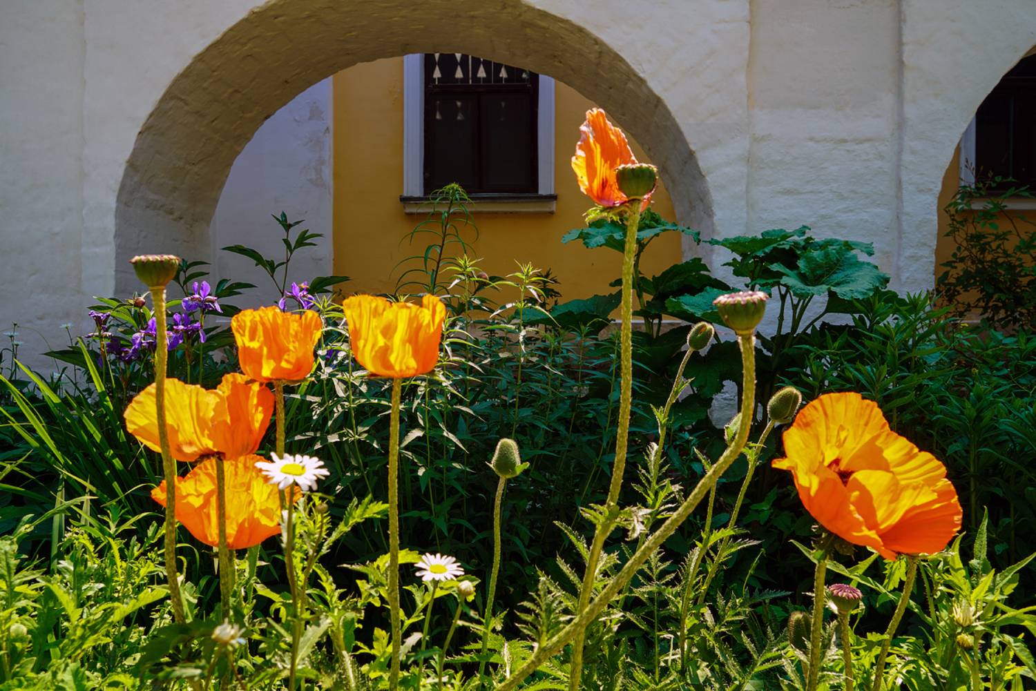 , Ольга Новикова