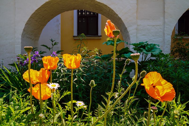 монастырские маки фото превью