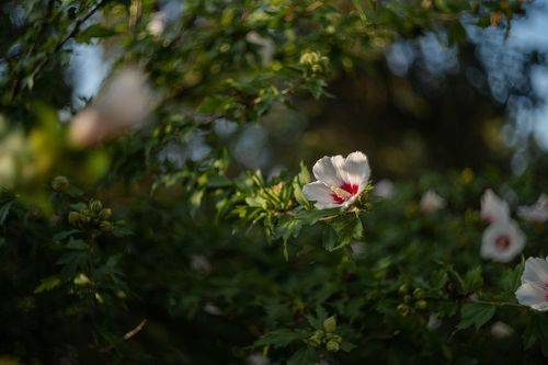 Гибискусовое утро.