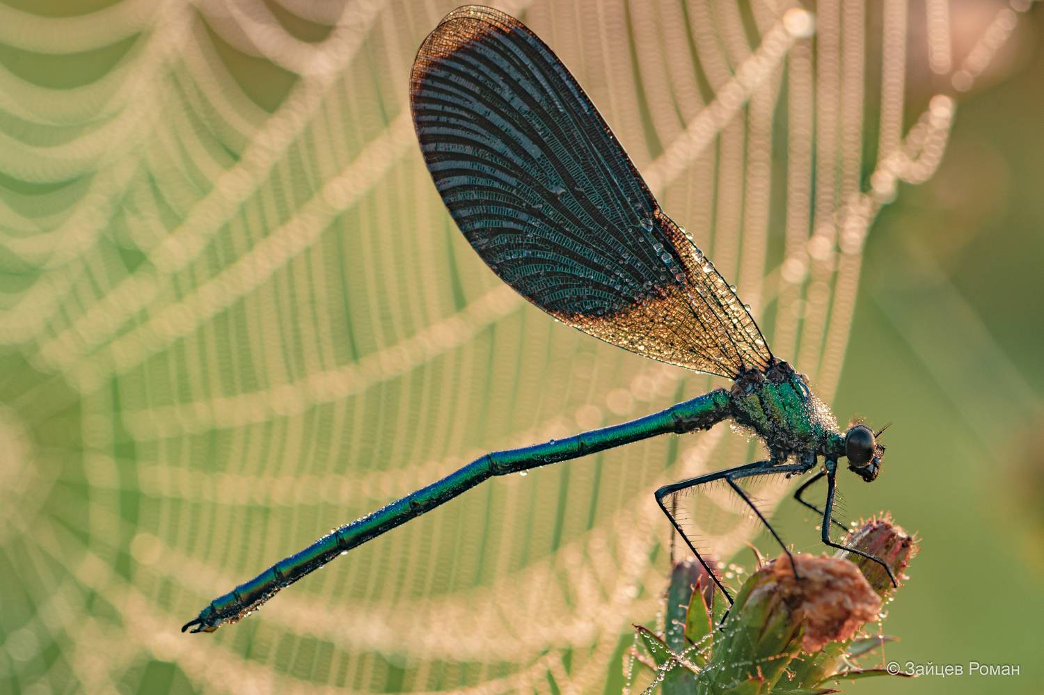 , Роман Зайцев