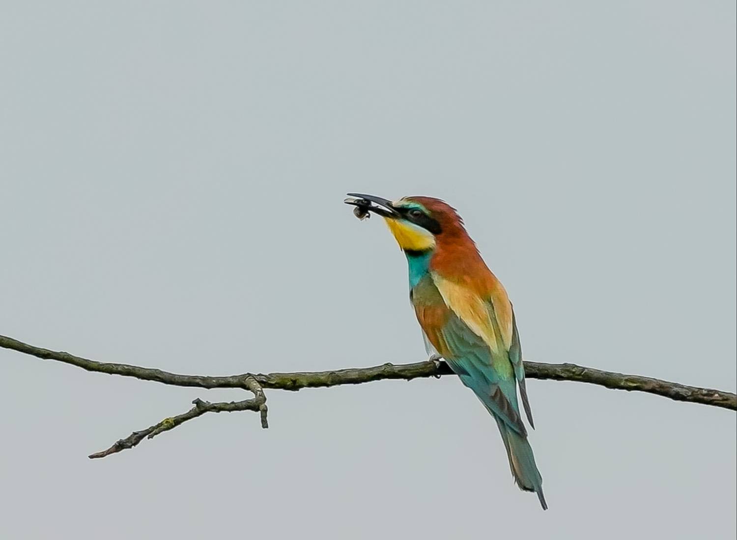 , Красимир Георгиев