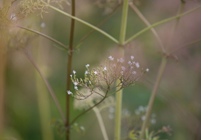 лето, цветы Лето фото превью