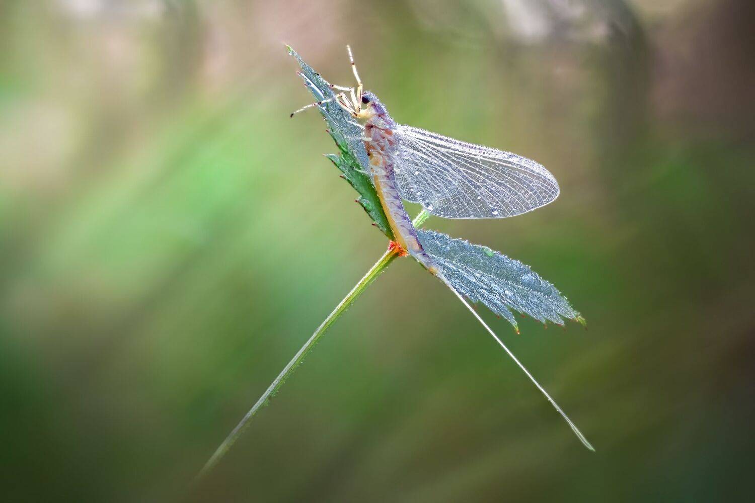 mayfly, fly, sunset, dusk, dawn, sunrise, insect, bug, macro, leaf, green, dew, rain, water, Atul Saluja