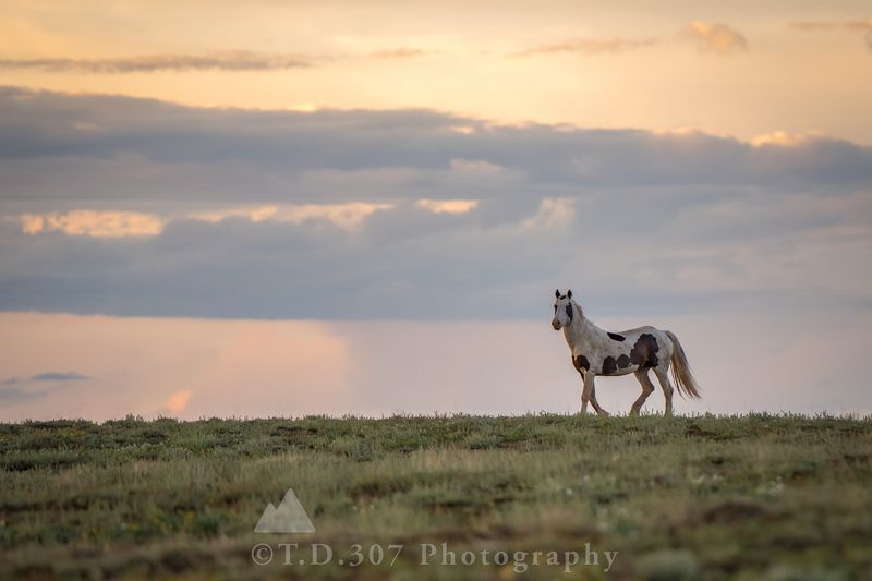 Proud  фото превью