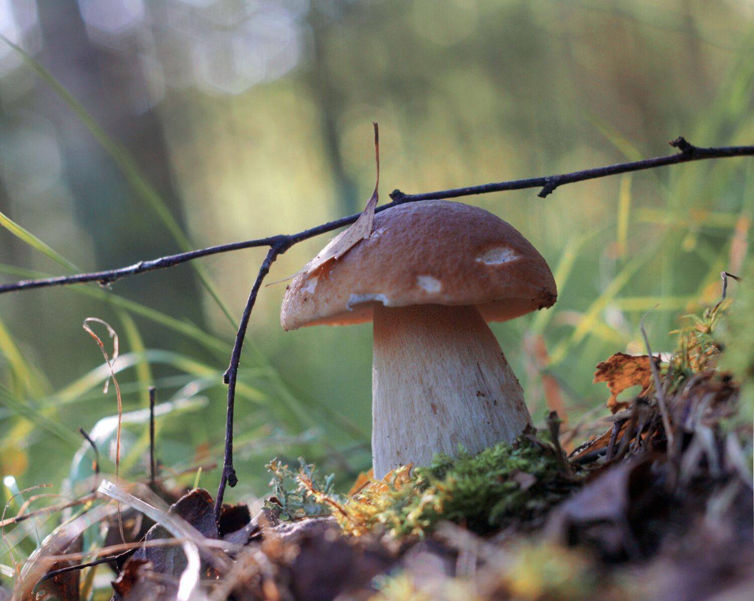 грибы, Александр Свистков