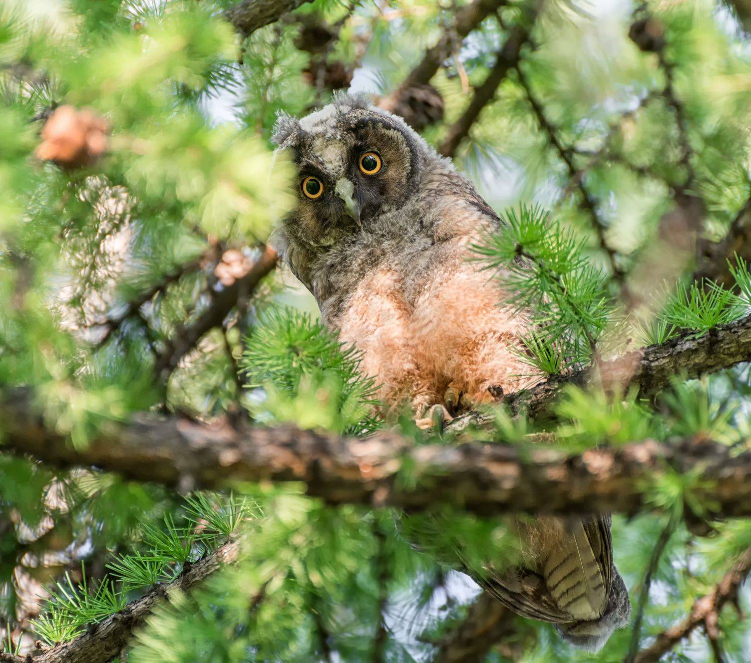 птица, совёнок, лес,, Марина Мочалова
