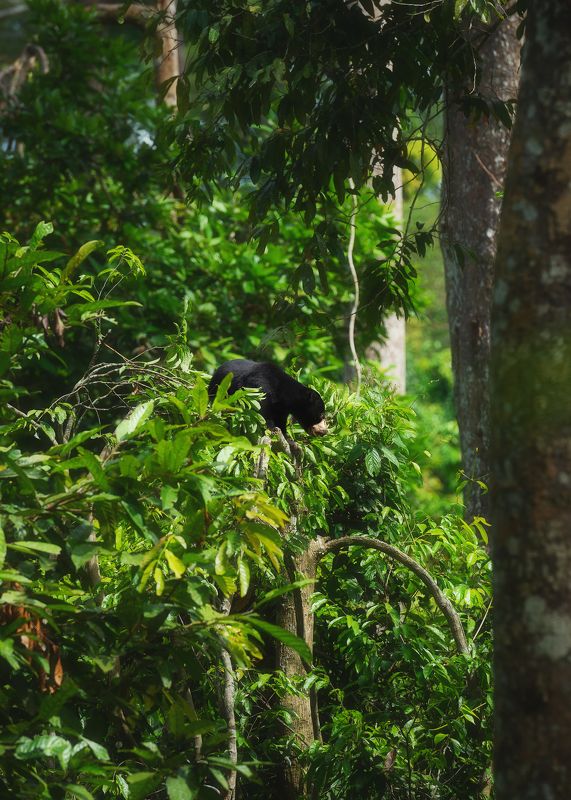 Высоко сижу... фото превью