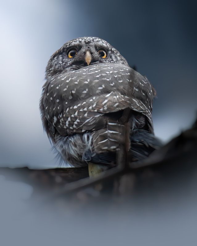 Воробьиный сыч, Glaucidium, Апрель 2023 фото превью
