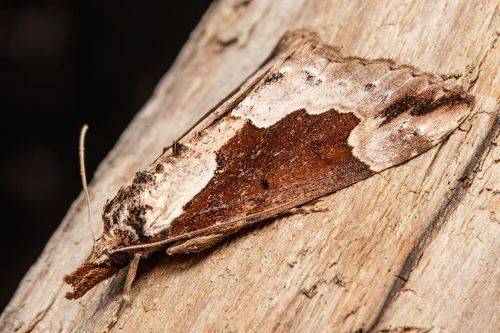 Hypena baltimoralis