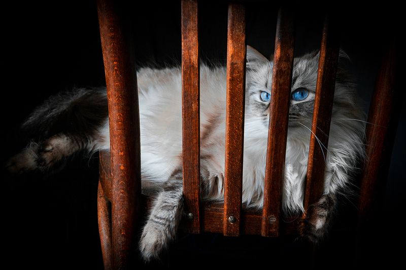 Наблюдение фото превью