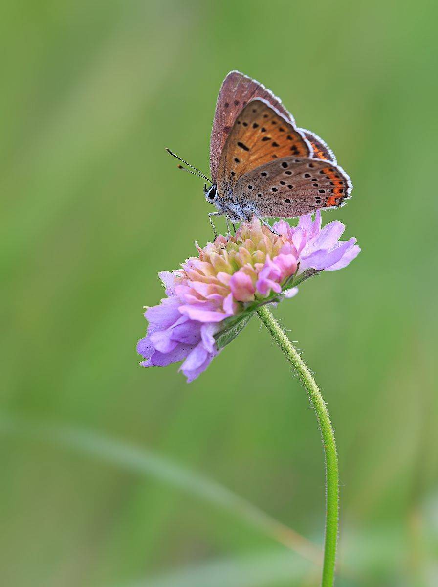 насекомые, бабочка, голубянка, червонец, фиолетовый, лето, Борис Новиков