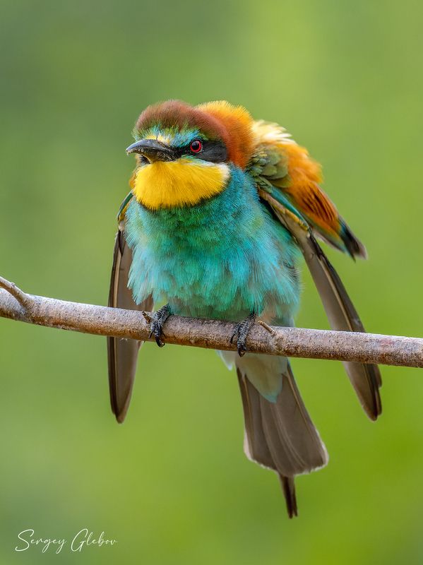 щурка, птицы, пернатые Золотистая щурка фото превью