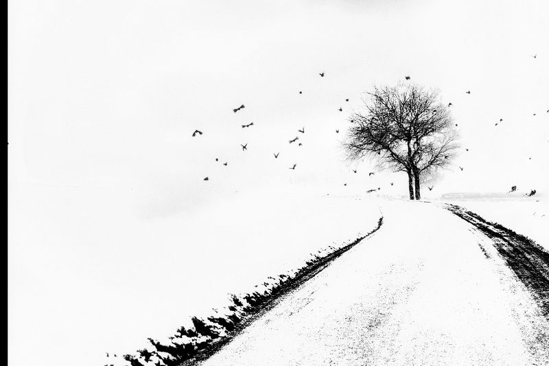 Birds and road фото превью