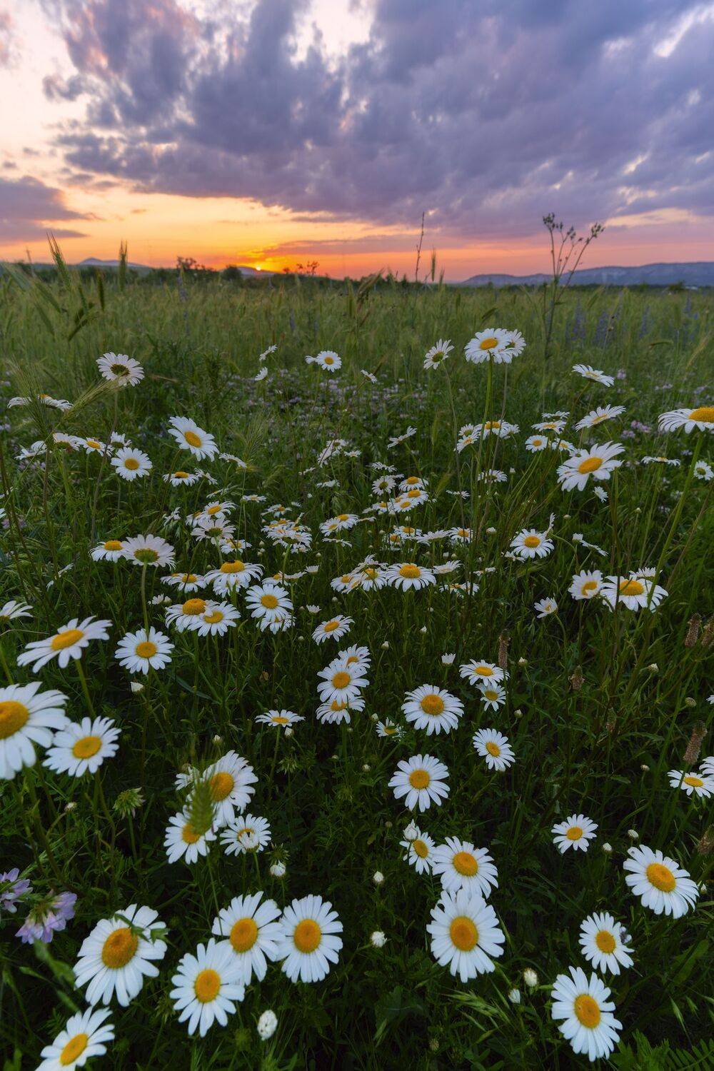 , Юлия Мальцева