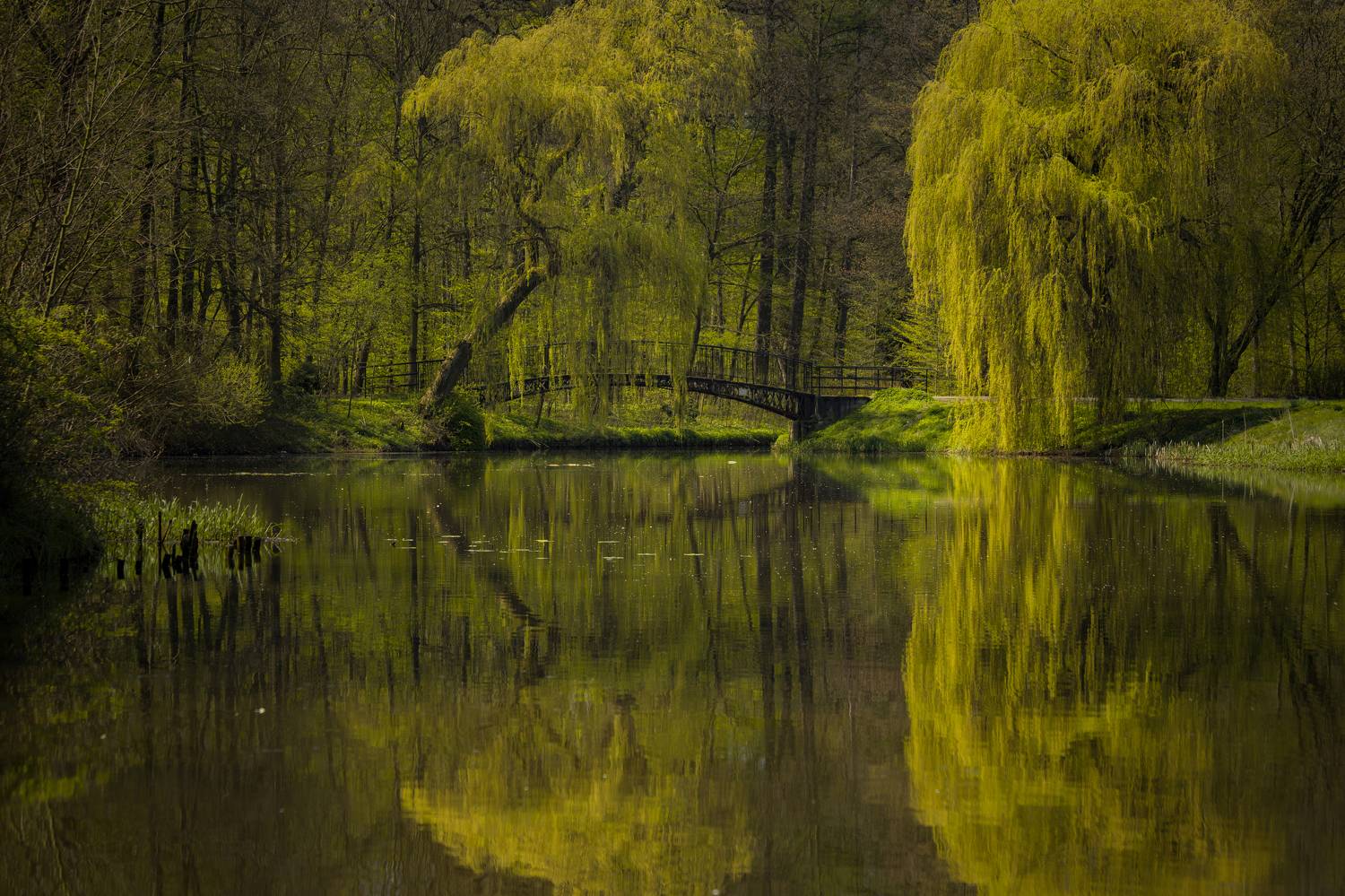 horizontal, photography, reflection, tree, nature, water, lake, nature, day, trees, river, park, green, bridge, cyfka, forest, landscape, pszczyna, Damian Cyfka