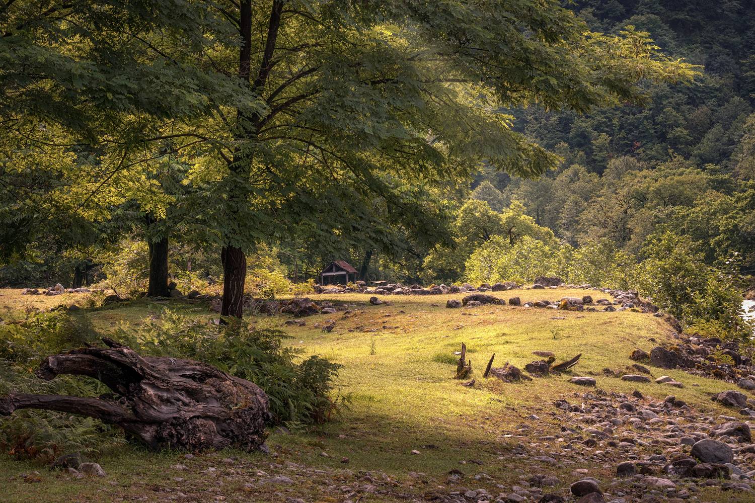 machakhlitskali, river, hazel, tree, green, stones, snag, pasture, water, nature, landscape, scenery, travel, outdoors, georgia, adjara, sakartvelo, chizh, Чиж Андрей